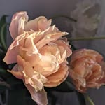Florence Pearson - @florencepearson - Instagram
