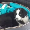 Florence Pitre - @florence.pitre1 - TikTok