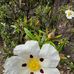 Florence Ramos - Facebook