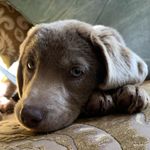 Florence the silver Lab - @florencethesilverlab - Instagram