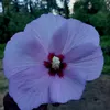 florencelaughter - @florencelaughter - TikTok