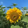 Florence - @florence.so - TikTok