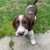 florence.the.springer - @florence.the.springer - TikTok