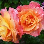Florence Trahan - @florence.trahan.90 - Instagram