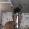 Florence Jabet-roynel - @florence.jabetroy - TikTok