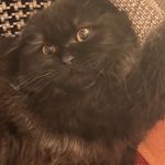 Florence Watson - @scottish_fold_florence9 - Instagram