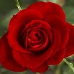 Florence Wilkinson - @florence.wilkinson.50 - Instagram