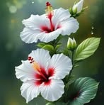 Flores Rivera - Facebook