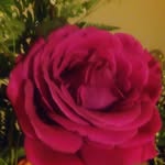 Flores Rivera - @flores.rivera - Instagram