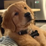 Porter - @florida_porter_golden - Instagram