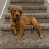 Porter - @florida_porter_golden - TikTok