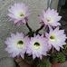 Florina Muntean - Facebook