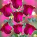 Flory Gonzalez - Facebook