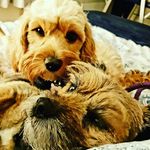 Flossie & Bailey - @flossieandbailey - Instagram