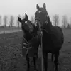 flossie - @flossie_h - TikTok