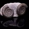 Fossil Hunter - @fossil.hunter1 - TikTok