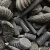 Fossil hunting & sales - @fossilhunters - TikTok