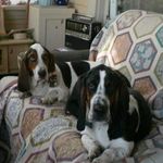 Flossie, Walter, and Ranger! - @thefriendlybassets - Instagram