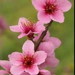 @flowe_rbrown - Instagram