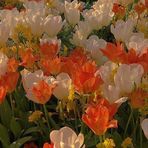 Flower cloud - Facebook