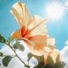 Flower Cloud Beauty - @flowercloudbeauty - TikTok