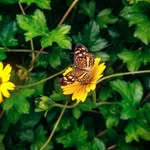 Flower OD - @flower_diaz_david - Instagram
