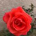 Flower Jane Hernandez - Facebook