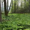 flowerrobinson296 - @flowerrobinson296 - TikTok