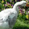 flowertucci1 - @flowertucci1 - TikTok