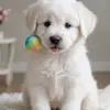 Ambrose Floyd - @ambrose.floyd - TikTok