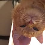 Floyd - @famous_floyd_amos - Instagram