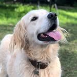 Floyd the fluff ball - @floyd__copernicus - Instagram