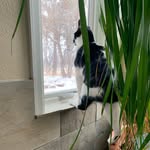 Floyd Barrett - @floydthecat_of_cats - Instagram