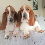 Charlie farley-Floyd piggy malone - @charlie_floyd.bassett_hounds - Instagram