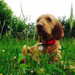 Floyd - @floyd_basset_fauve - Instagram
