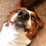 Floyd - @floydbasset - Instagram
