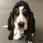 Floyd the Basset Hound - @floyd_basset - Instagram
