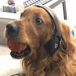 Bauer The Golden Retriever - @bauerboyfloyd - Instagram
