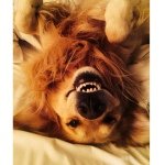 GoldenFlo - @floyd_beal - Instagram