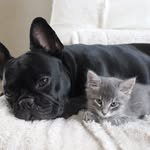 Bean + Floyd - @floydandthebean - Instagram
