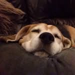 Floyd Bean - @floydbeagle - Instagram