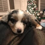 Floyd Bean Presson 🌔🌈🐶 - @seefloydplay2019 - Instagram