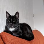 Sir Floydus Rex Maximus - @floydbeanz - Instagram