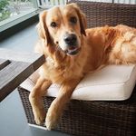 Floyd Barkley Benton-McCarthy🐾 - @floydthegoldenretriever - Instagram