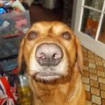 Floyd Bernard-Cooper - @woofwoof112 - Instagram