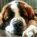Floyd - @floyd_the_saint_bernard - Instagram