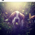 Floyd Oman - @floyd_the_bernard - Instagram