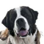 Floyd the Saint Bernard - @floydthesaintbernard - Instagram