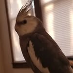 Floyd Bird - @floydwhitefacedcockatiel - Instagram