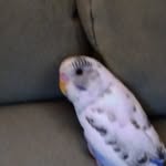 Floyd - @floyd_the_bird12 - Instagram